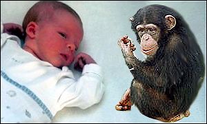 Beb y chimpanc.