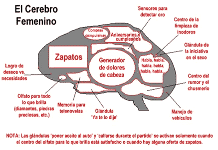 cerebro-fem.GIF (21477 bytes)