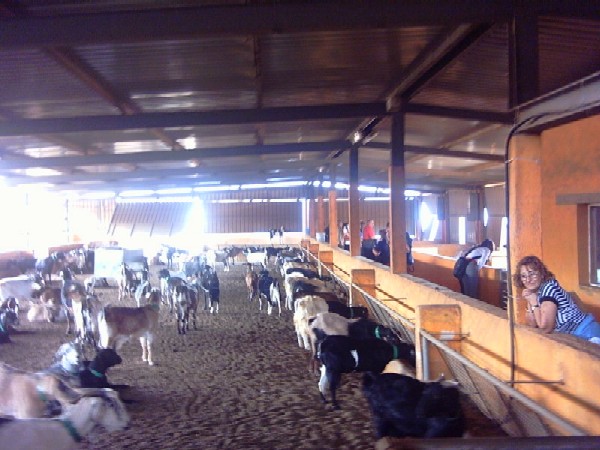 Establo de cabras en fabrica del queso majorero en Betancuria