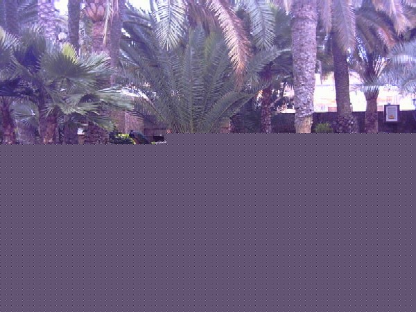 jardin del hotel Maspalomas Oasis