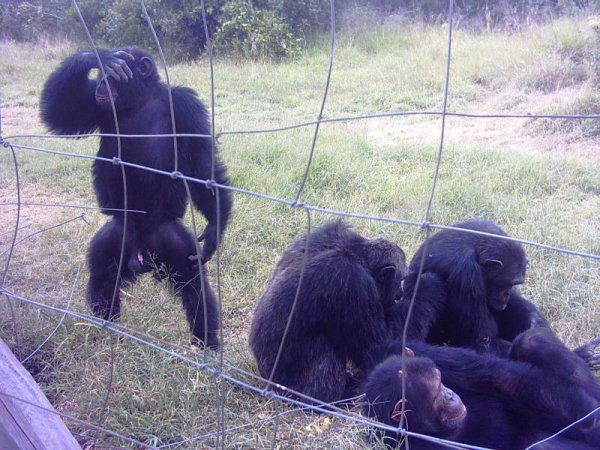 Chimpanze Poco en el Santuario