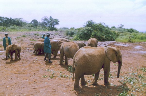 Orfanato de elefantes en Nairobi