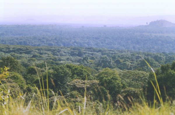 Panormica del Bosque de Kakamega