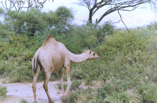Camello en Samburu