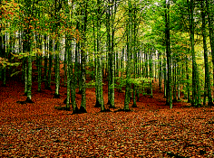 OCHAGAVIA11.gif (47063 bytes)