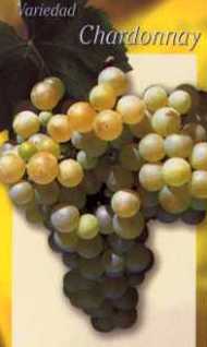 Uva Chardonnay