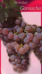 Uva Garnacha