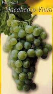 Uva Macabeo
