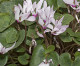 Cuidados de un Cyclamen Cuidados de un Cyclamen
