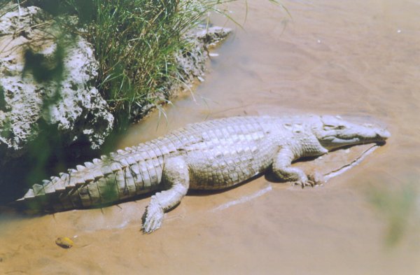 Cocodrilo en el Sarova Shaba de Samburu