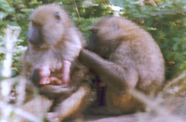 Babuinos en el Parque Nacional de Nairobi