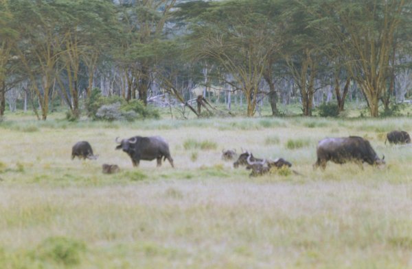 Bufalos en el Lago Nakuru