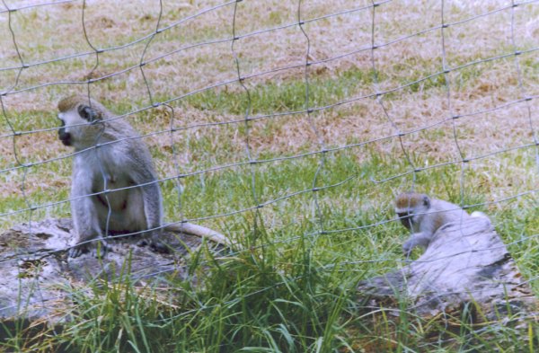 Monos en el Lago Nakuru