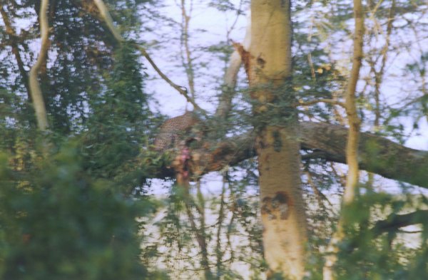 Leopardo comiendo un impala en Lago Nakuru