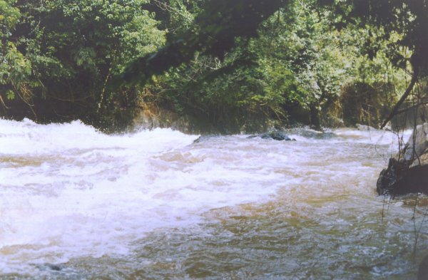 Aguas bravas en el Bosque de Kakamega