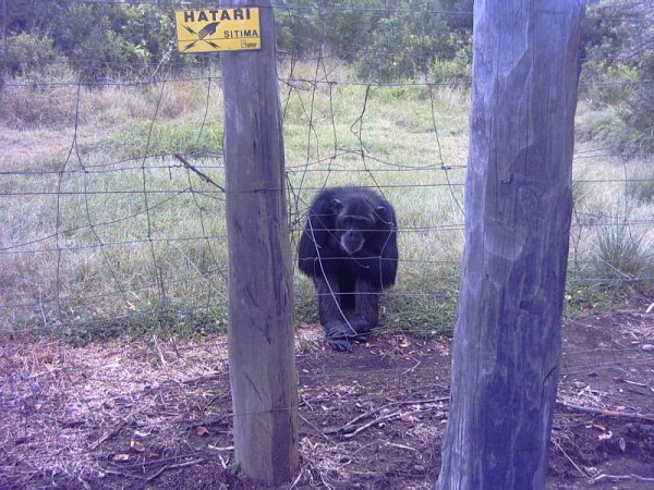 Santuario de los Chimpanzes